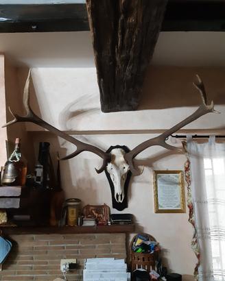 Corni da arredamento 