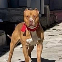 Pitbull