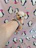 shih-tzu-cucciola-bianca