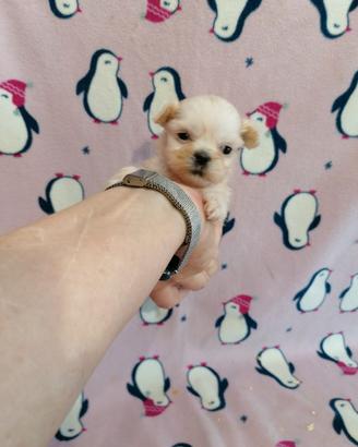 Shih Tzu cucciola bianca