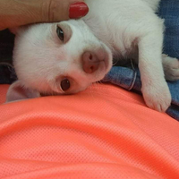 5 mesi dolce bianchina