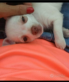 5 mesi dolce bianchina