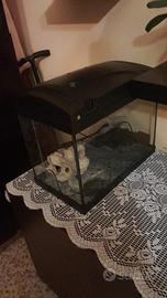 Acquario