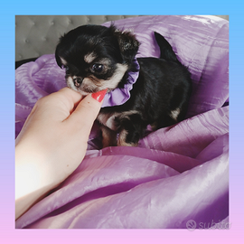 Chihuahua mini toy