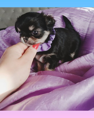 Chihuahua mini toy