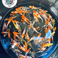 Carpe koi