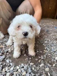 1 cucciolo maschio di maltese