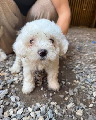 1 cucciolo maschio di maltese