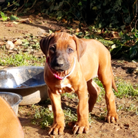 Rhodesian Ridgeback