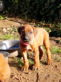 Rhodesian Ridgeback