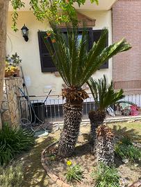 Cycas