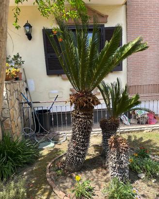Cycas