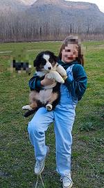 Cuccioli di Australian