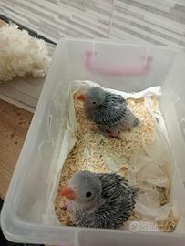 Pulli parrocchetto dal collare