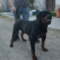 Cuccioli di rottweiler