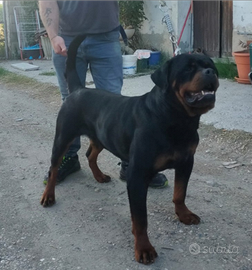 Cuccioli di rottweiler