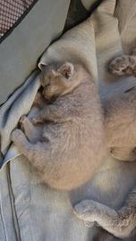 Meravigliosa femmina Scottish Fold
