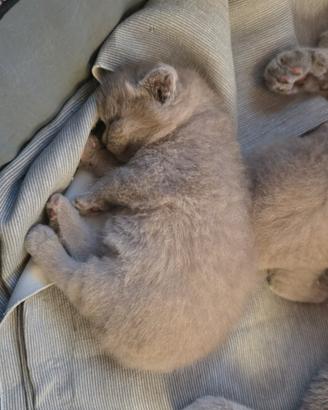 Meravigliosa femmina Scottish Fold