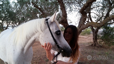 Cavalla Purosangue Arabo