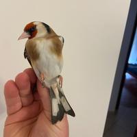 Cardellino Mayor maschio