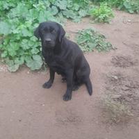 Labrador nero