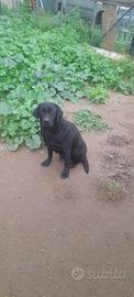 Labrador nero