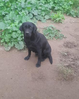 Labrador nero