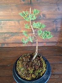 Bonsai di Cipresso. Visita il profilo