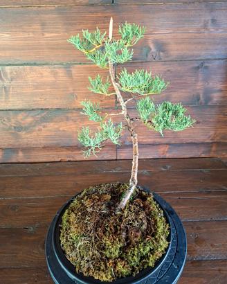 Bonsai di Cipresso. Visita il profilo