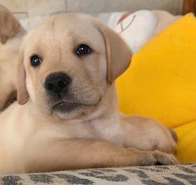 Labrador crema maschio 5 anni