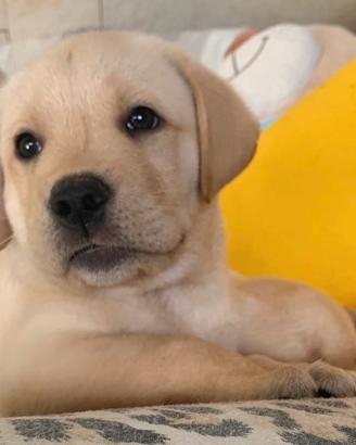 Labrador crema maschio 5 anni
