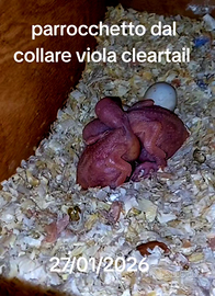 Parrocchetto dal collare pullo