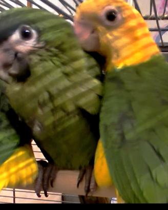 Pulli ara Maracanà, aretta nobilis, caicco testa g