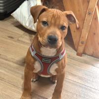 Cucciolo di Pitbull XL