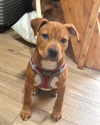 Cucciolo di Pitbull XL