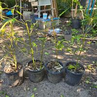 bambu gigante madake