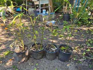 bambu gigante madake