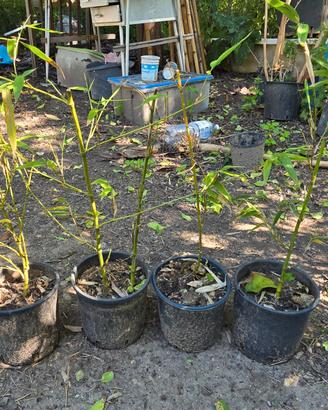 bambu gigante madake