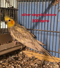 Calopsite selvatiche MASCHI