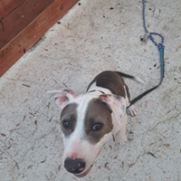 Fratelli amstaff
