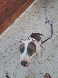 Fratelli amstaff