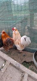 Gallo cocincina