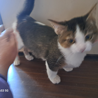 Gattina Munchkin a zampe corte, 4 mesi
