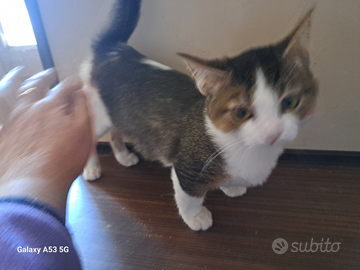 Gattina Munchkin a zampe corte, 4 mesi