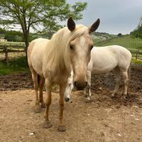 Cavalla lusitana palomina 4 anni