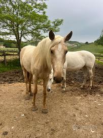 Cavalla lusitana palomina 4 anni