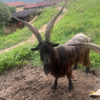 Caprone razza orobica