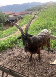 Caprone razza orobica