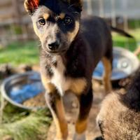 Cucciolo taglia media piccola