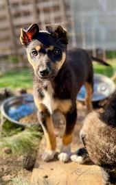 Cucciolo taglia media piccola